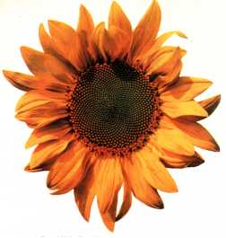 20051127113851-girasol.jpg