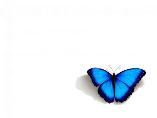20070908122528-mariposaazul.jpg