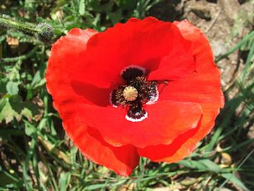 20071009111244-amapola.jpg