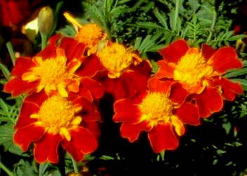20071108092321-floresdelaalhambra.jpg
