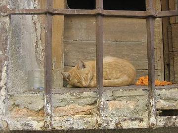 20071110194107-gatitoengranada.jpg