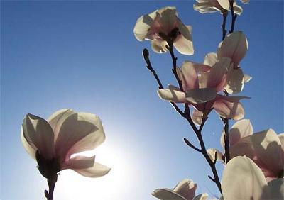 20080331202014-florluz.jpg
