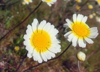 20080608150306-florecillas.jpg