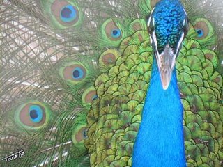 20080812202758-pavo-real1.jpg