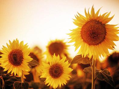 20090209170507-girasoles5.jpg
