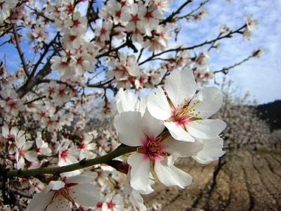 20090322222432-almendros.jpg