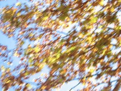 20090918175215-ramas.jpg