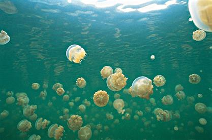 20110225124328-medusas.jpg